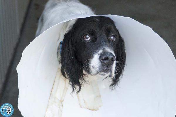 Zack, un setter che sogna il divano non un box Foto 3